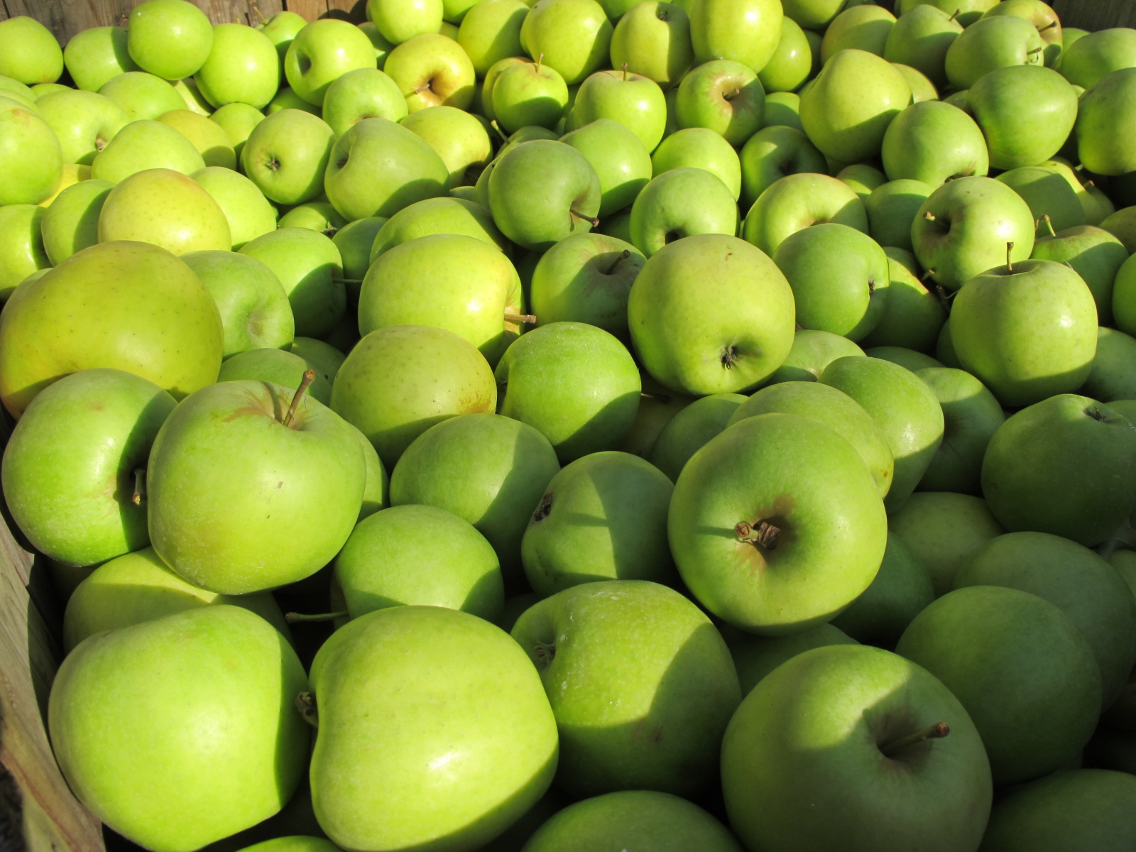 Apples- Crispin — Sun Orchard Apples